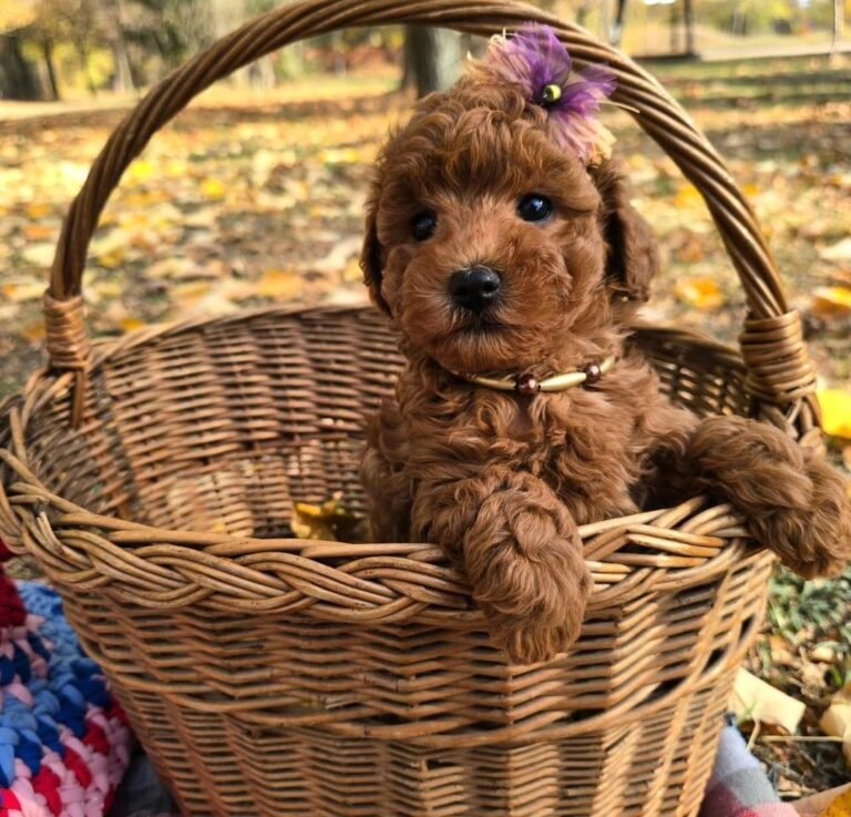 BB